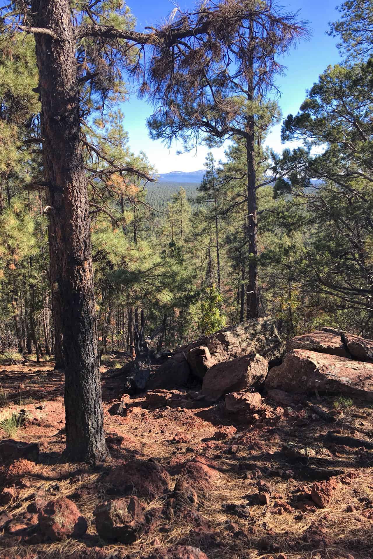 A view through pine branches down to a forested valley with a distant mountain peak on the horizon