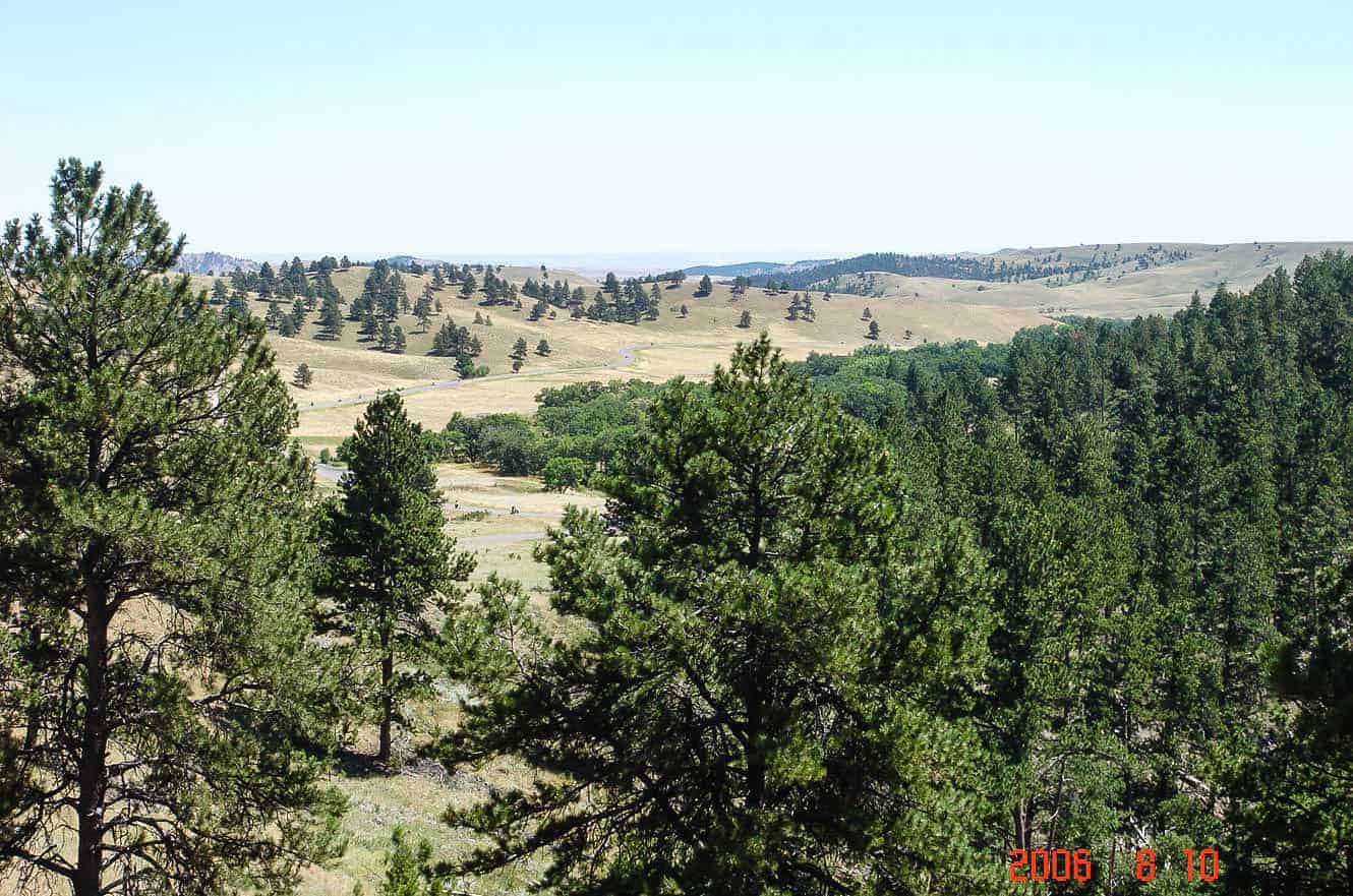 Rolling pine-covered hills and a winding road through Custer State Park