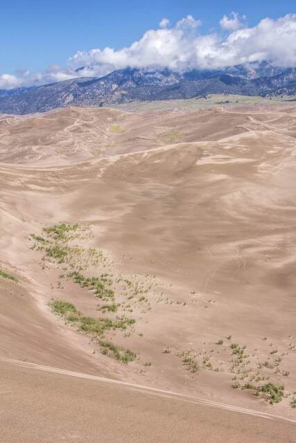 A steep sandy dune slope dotted with patches of green vegetation, overlooking a wide field of dunes below