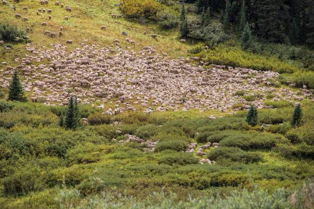 A large flock of sheep grazing across a green mountainside