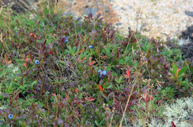 Wild blueberries growing low among reddish foliage on the summit rocks