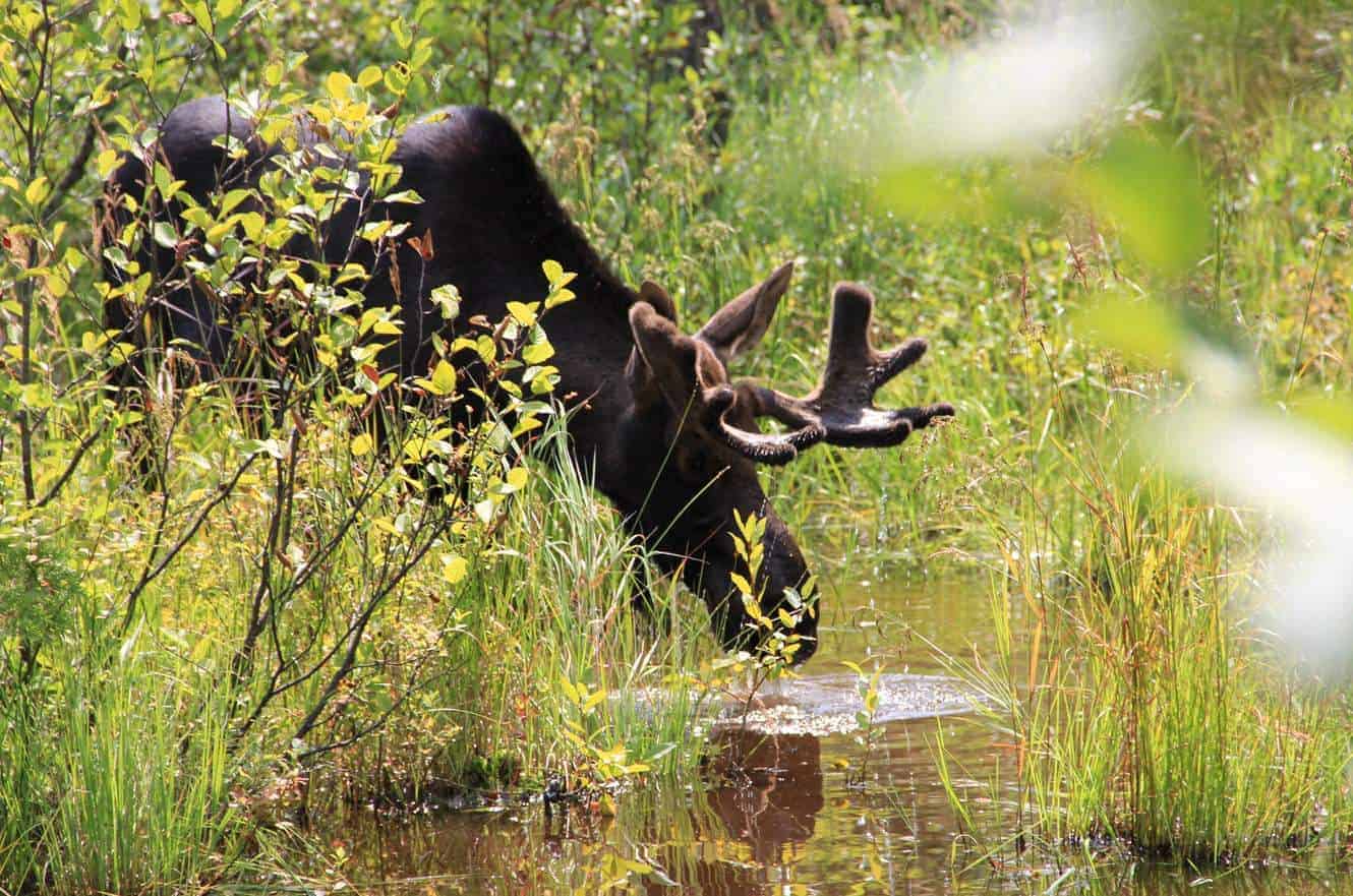 A young bull moose with velvet antlers drinking from a marshy pond