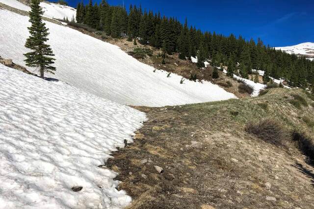 A snowbank edge giving way to bare trail and pine forest, with Teddy visible as a small figure in the distance
