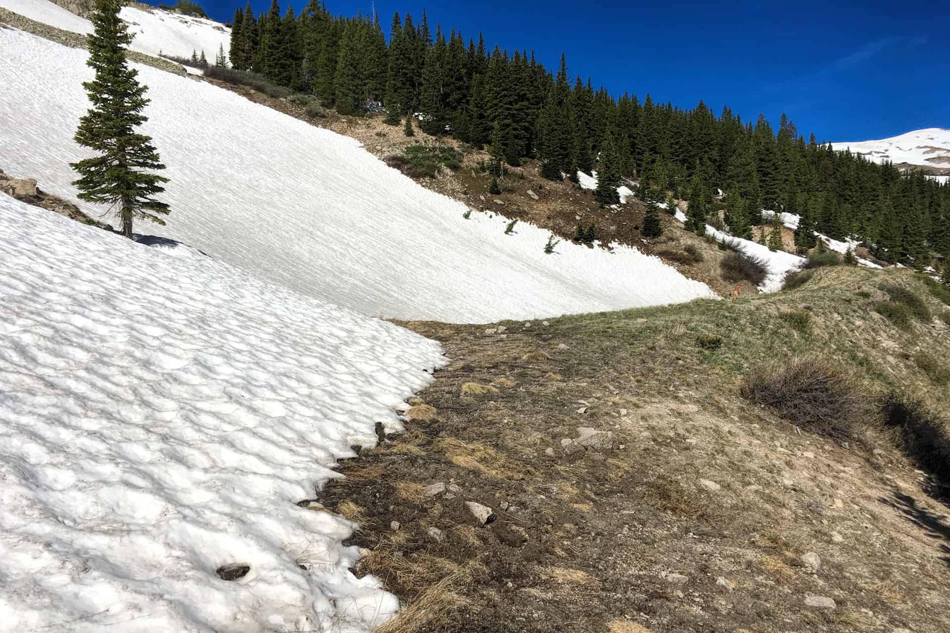 A snowbank edge giving way to bare trail and pine forest, with Teddy visible as a small figure in the distance