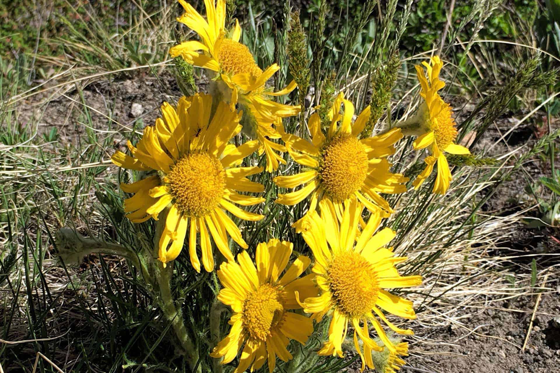 A cluster of bright yellow old-man-of-the-mountain wildflowers growing among dry grass