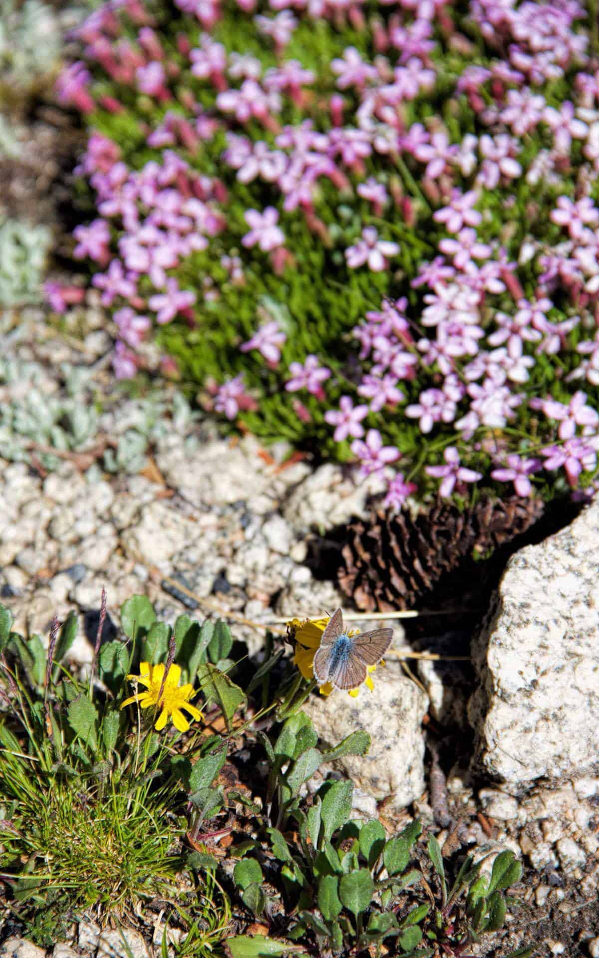 Purple alpine wildflowers blooming in a rocky clearing at the edge of a snowbank