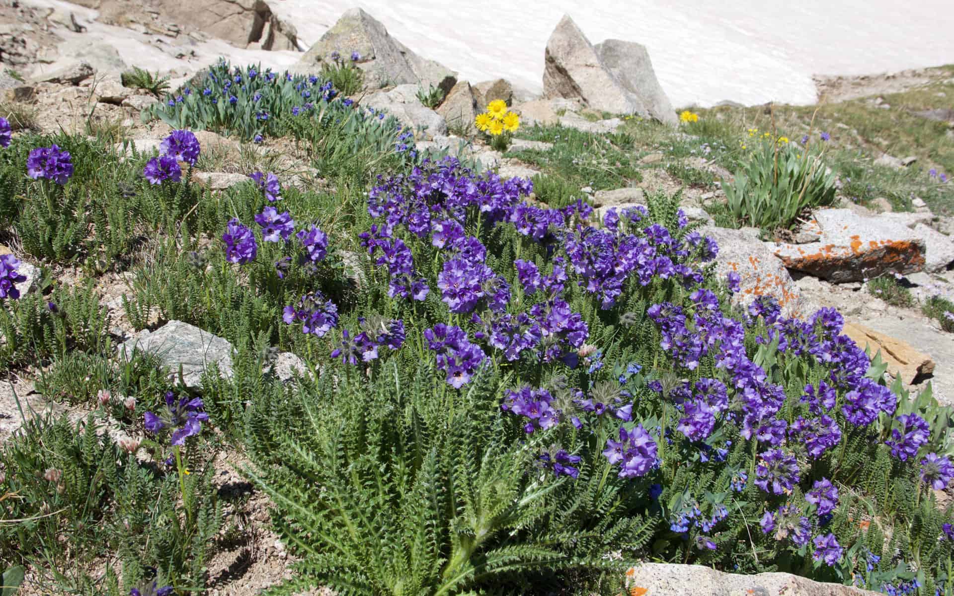 A blue-flowered sky pilot plant growing among purple wildflowers on a rocky alpine slope