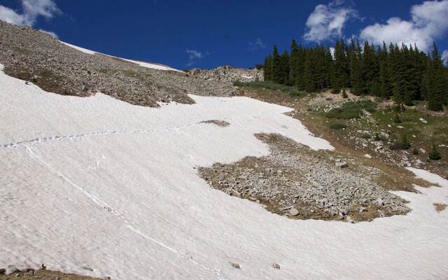 A steep snowfield on a mountainside with faint ski or sled tracks, bordered by rocky terrain and pine forest