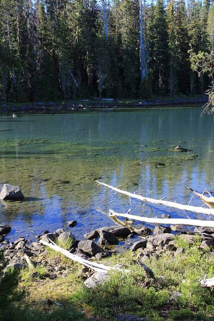 A clear, shallow lake cove showing rocks and submerged vegetation through the transparent water, forest along the far shore