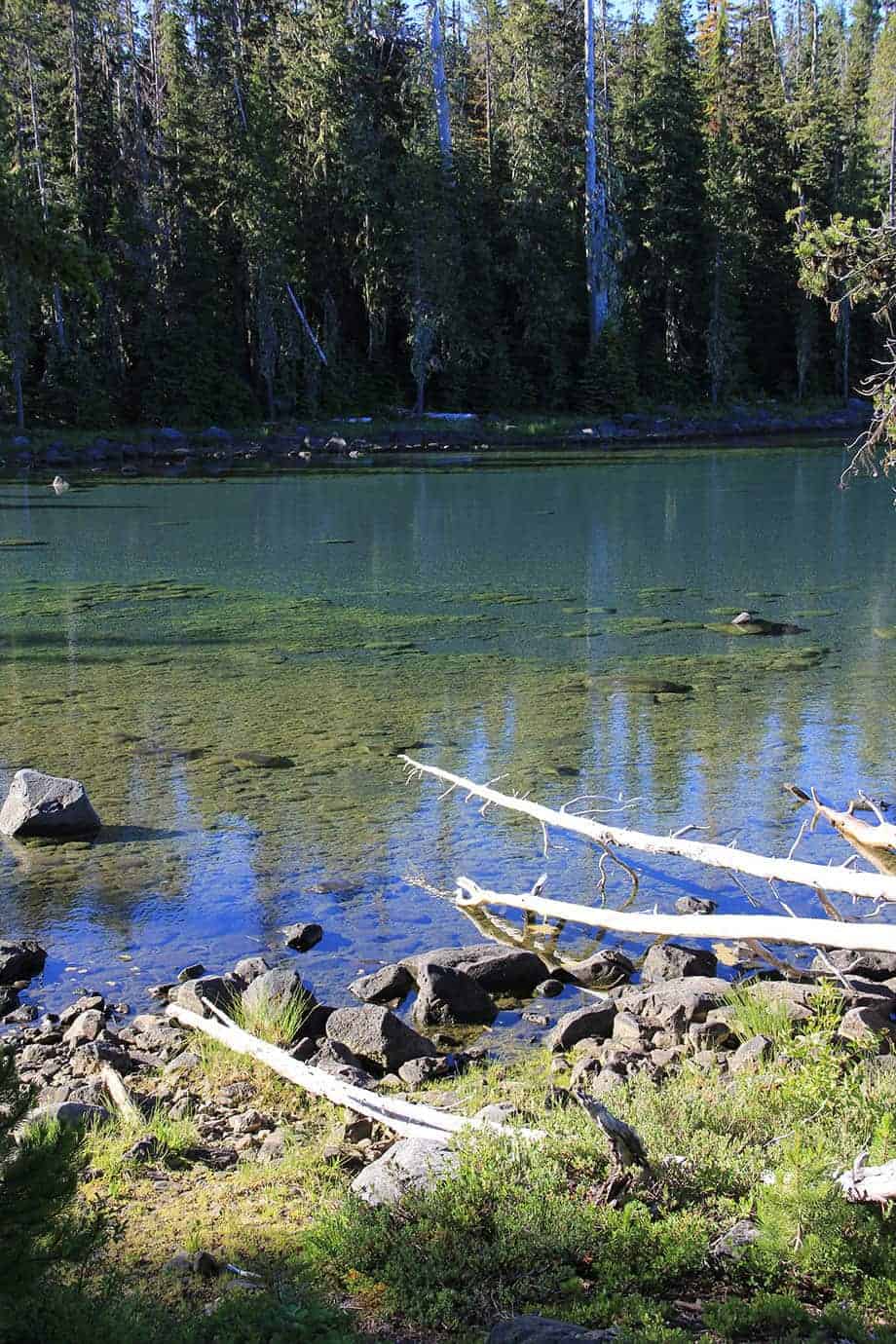 A clear, shallow lake cove showing rocks and submerged vegetation through the transparent water, forest along the far shore