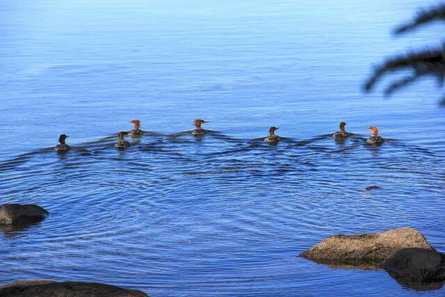 A line of six mergansers swimming single-file across the calm blue lake