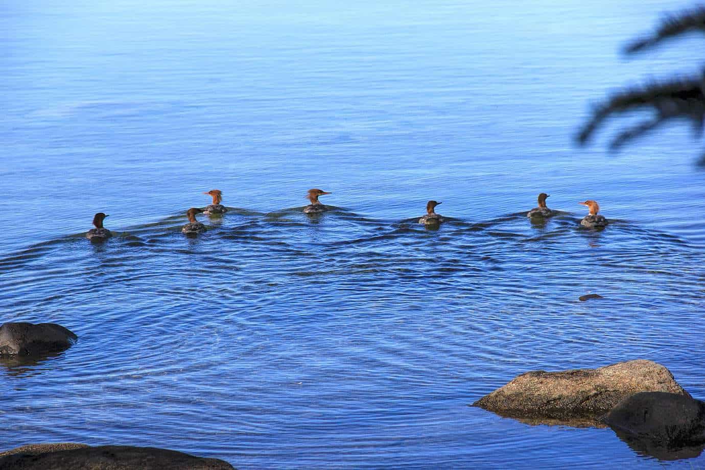 A line of six mergansers swimming single-file across the calm blue lake
