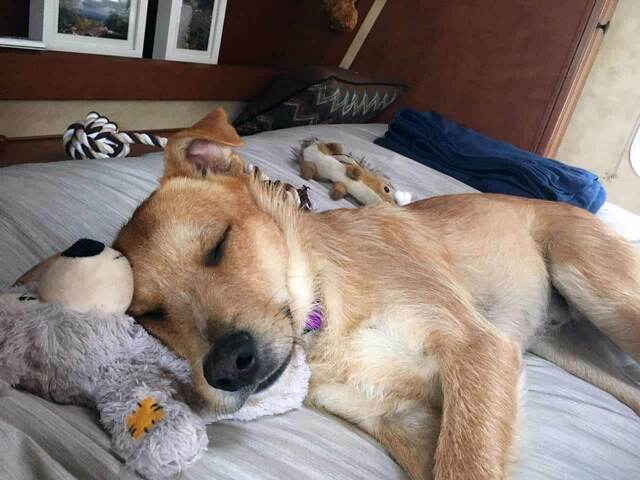 Teddy asleep on a bed, cuddled up against a stuffed teddy bear and other plush toys