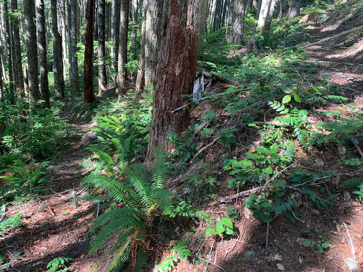 A fern-lined trail winding through tall fir trees, with Teddy visible up ahead on the path