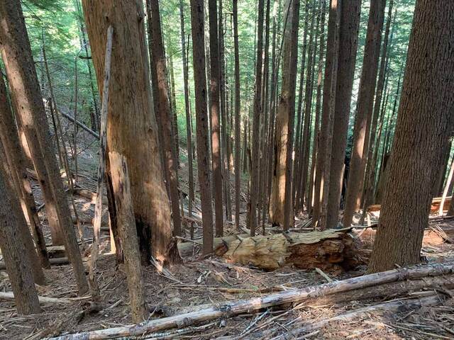 A large fallen, broken tree trunk lying across the forested hillside along the trail