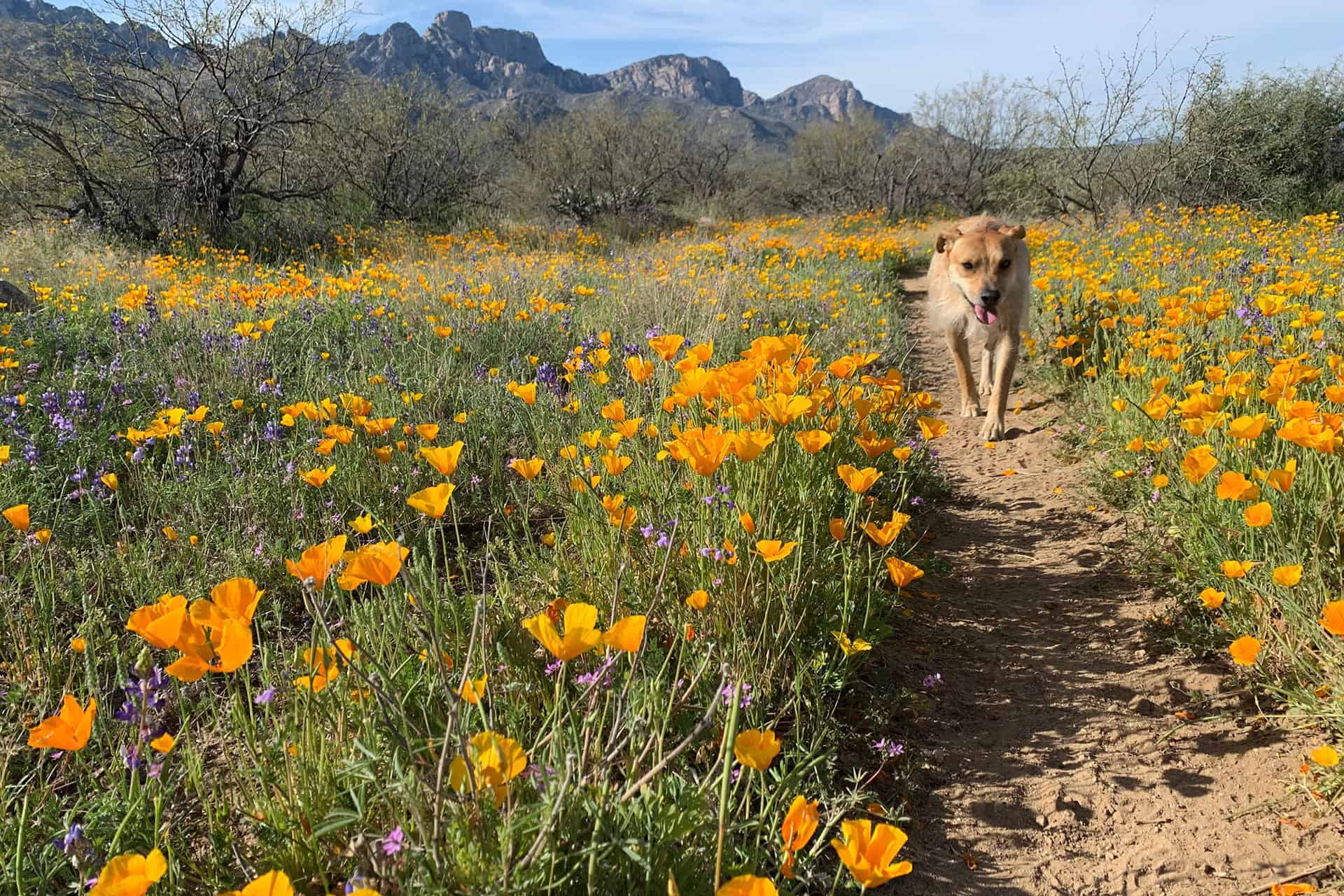 Teddy walking toward the camera along a trail through a dense field of orange poppies and purple lupine