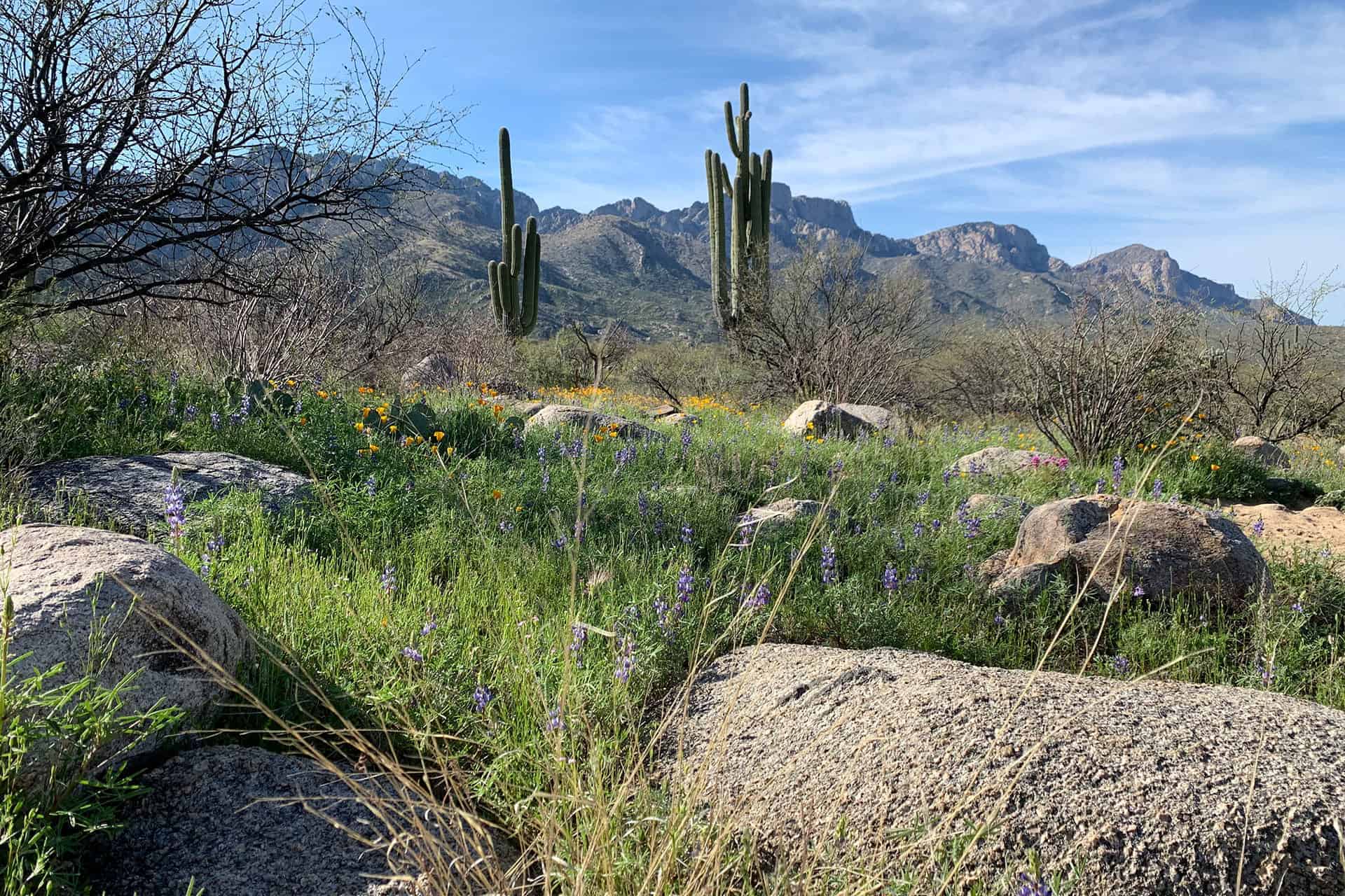 A saguaro-dotted hillside covered in poppies and lupine with rocky desert mountains in the background