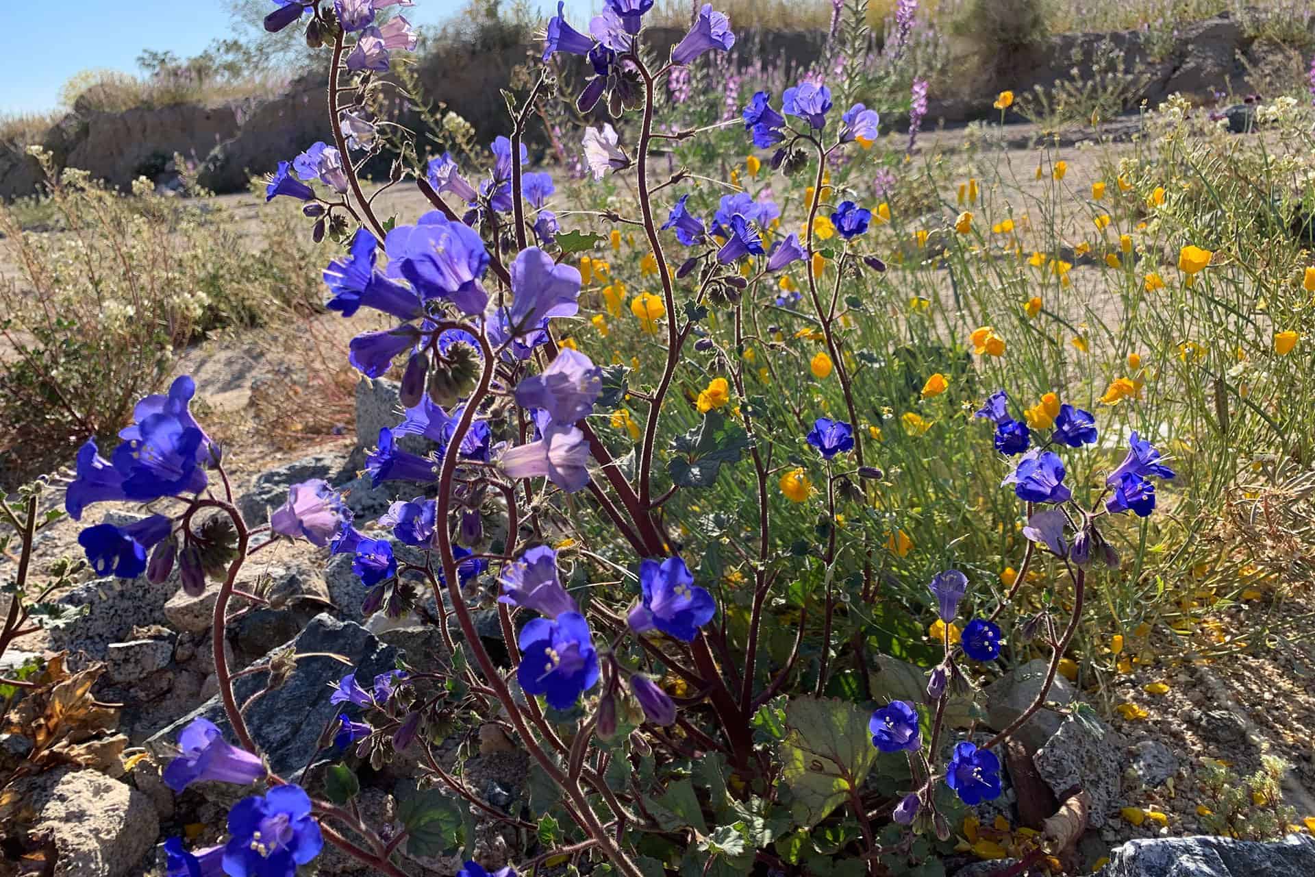Purple desert bell flowers blooming among poppies and other wildflowers with a distant mountain