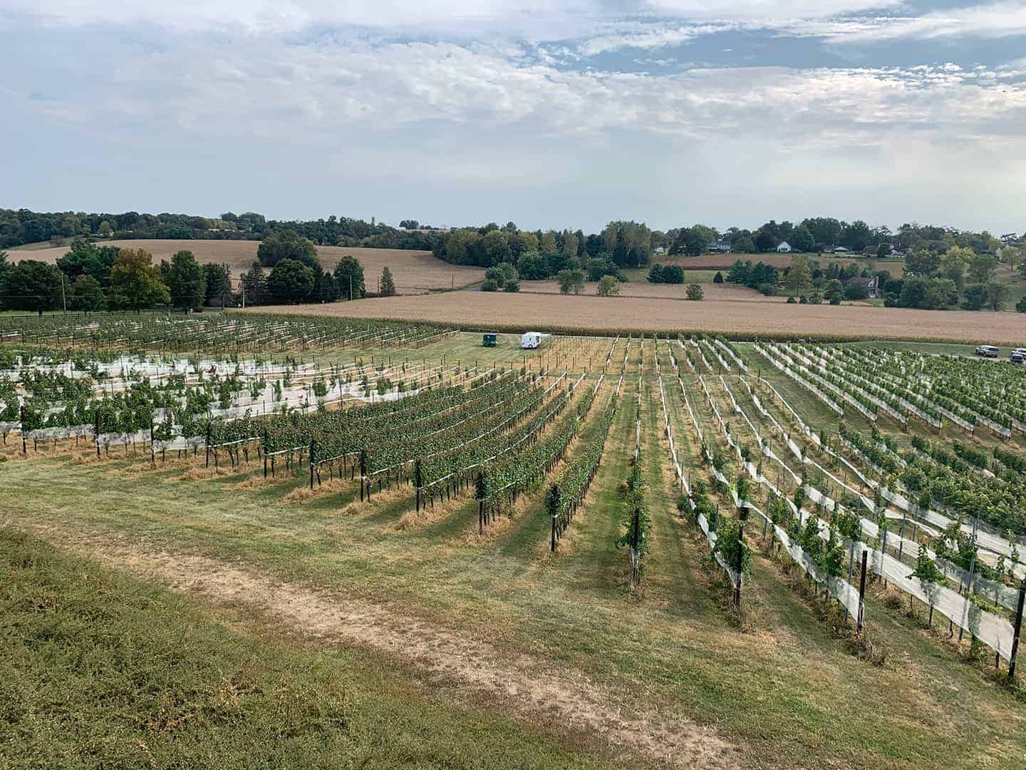 Rows of grapevines seen from above at Grandview Vineyard