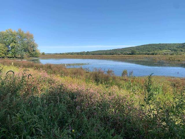 A wetland pond bordered by wildflowers and distant hills on the Liberty Loop Trail