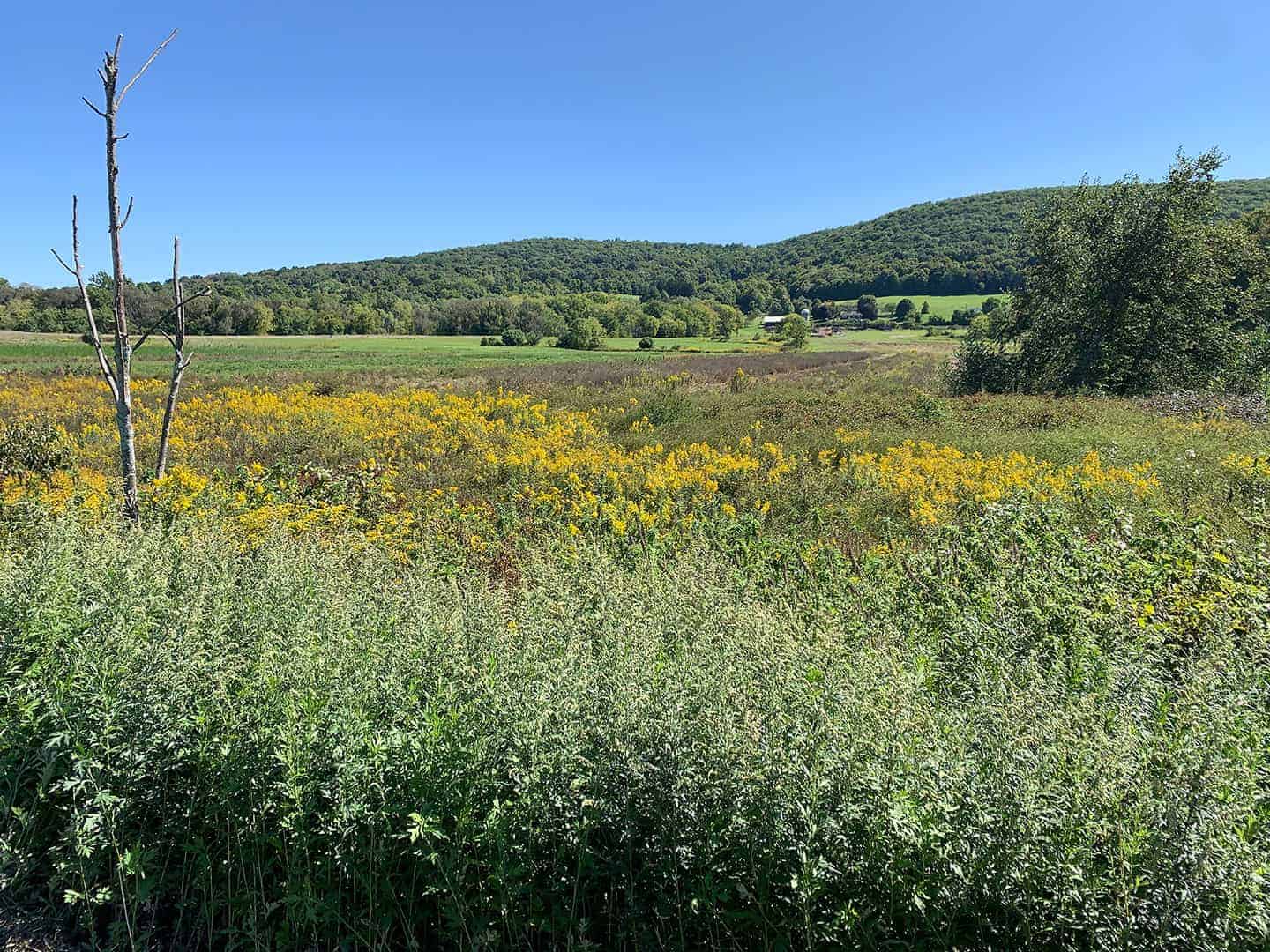 A meadow of goldenrod leading toward wooded hills on the Liberty Loop Trail
