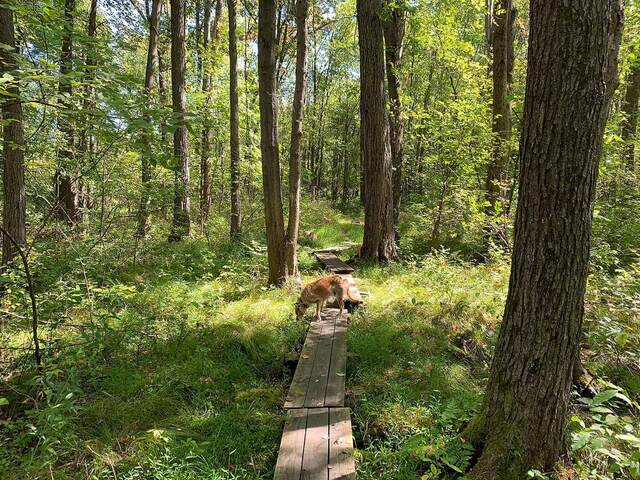 Teddy exploring a wooden boardwalk through the forest on the Liberty Loop Trail