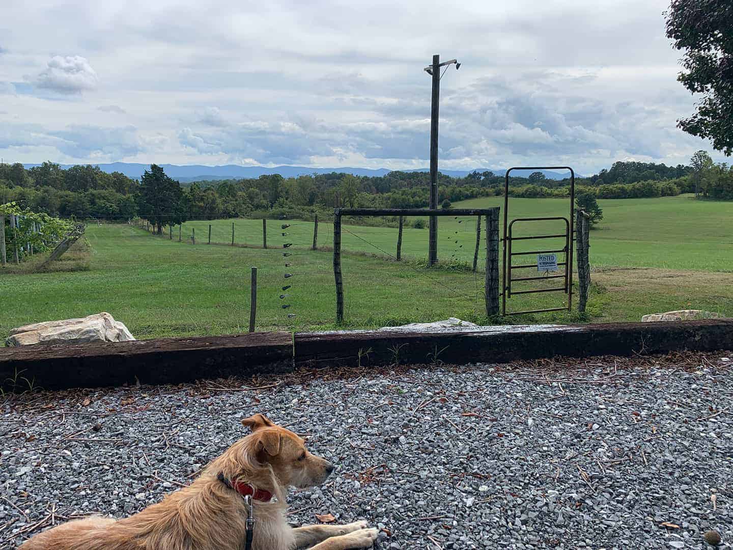 Teddy resting on the gravel drive with pasture and mountains beyond