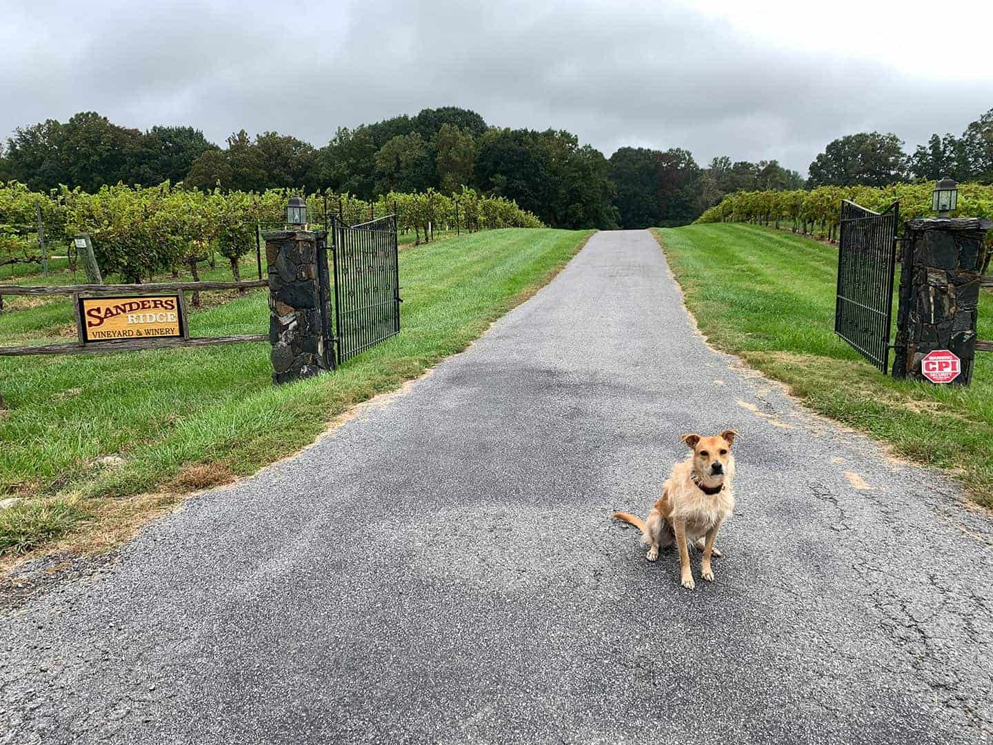 Teddy sitting on the entrance drive beneath the Sanders Ridge Vineyard & Winery sign