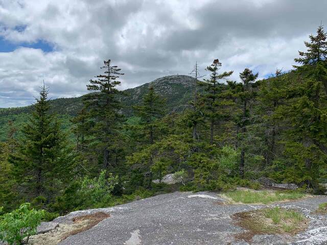 A forested view under a blue sky with big white clouds on the Manning Trail
