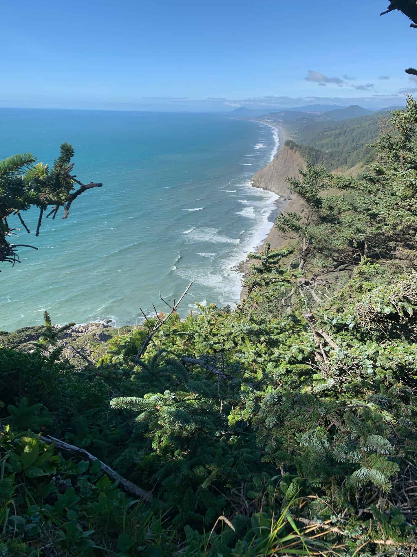 Coastline stretching into the distance, framed by pine branches