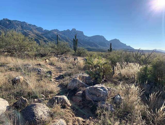 Catalina State Park, Tucson AZ