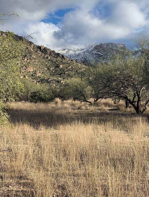 A grassy meadow with mesquite trees and snow-dusted mountains rising behind under a cloudy sky