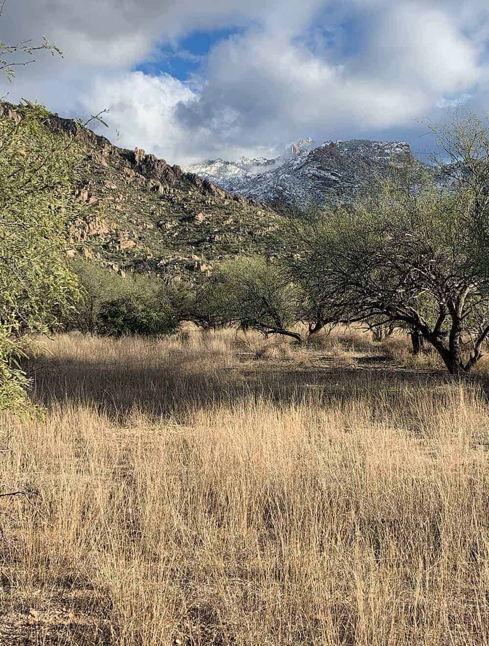 A grassy meadow with mesquite trees and snow-dusted mountains rising behind under a cloudy sky