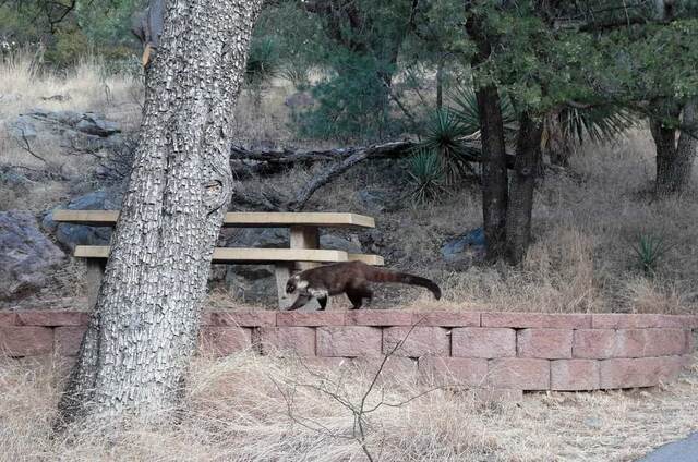 A white-nosed coati walking along a low stone wall near a picnic table in a wooded campground