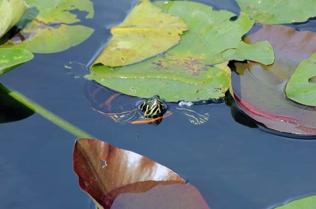 A painted turtle peeking above the water among lily pads