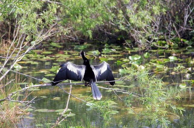 An anhinga drying its outstretched wings on a branch above the water