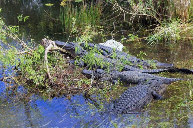 Several alligators sunning together on a grassy bank in the Everglades