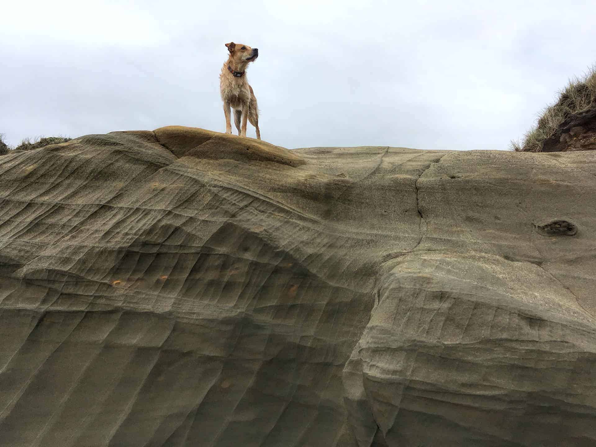 Teddy standing on top of a wind-sculpted sandstone bluff, looking out toward the horizon, with dune grass beside him