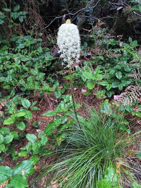 A tall bear grass flower spike topped with a dense white cluster of blooms, growing among ferns and salal in the forest understory