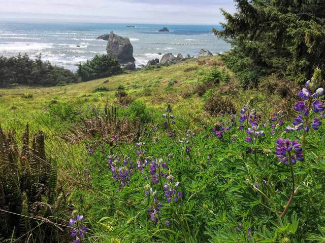 A grassy clifftop overlook with blooming purple lupine in the foreground and sea stacks rising from the ocean below