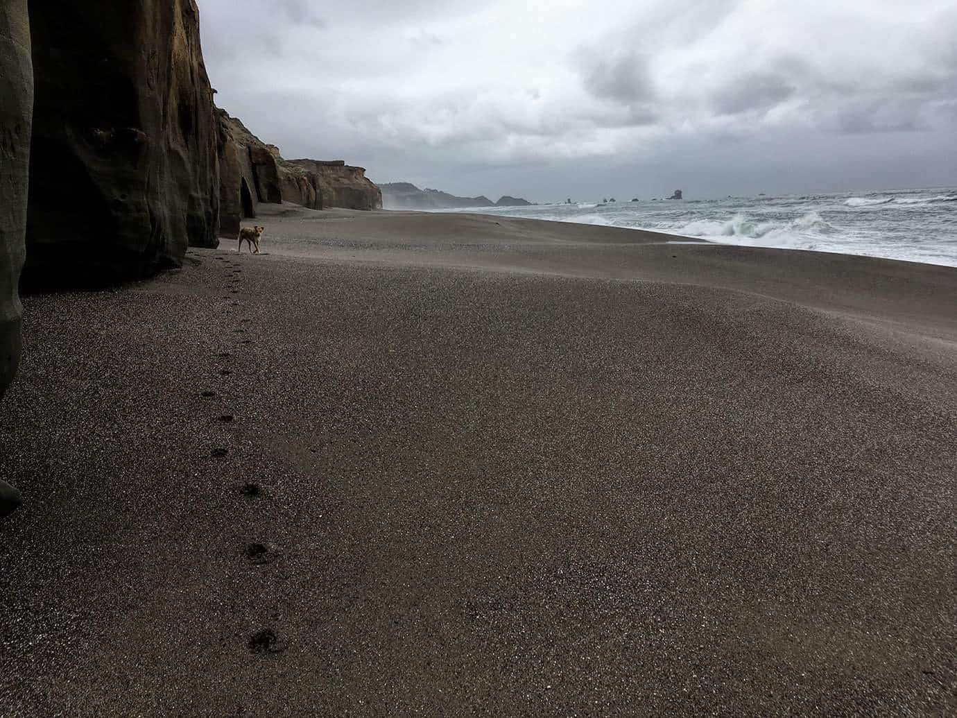 Teddy walking along a dark, damp beach leaving a trail of paw prints, with tall cliffs to the left and waves rolling in on the right under a stormy sky