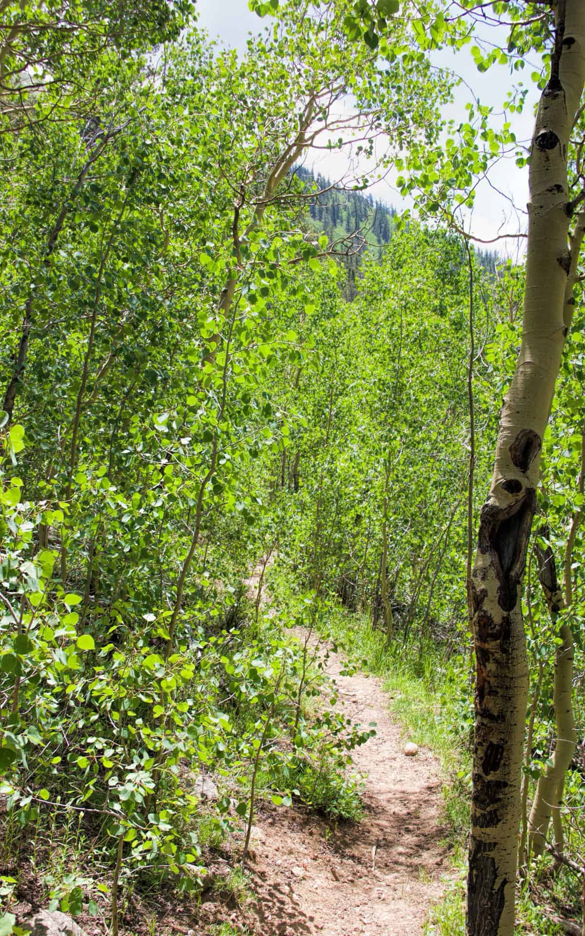 Buffalo Peaks Wilderness poplar trees