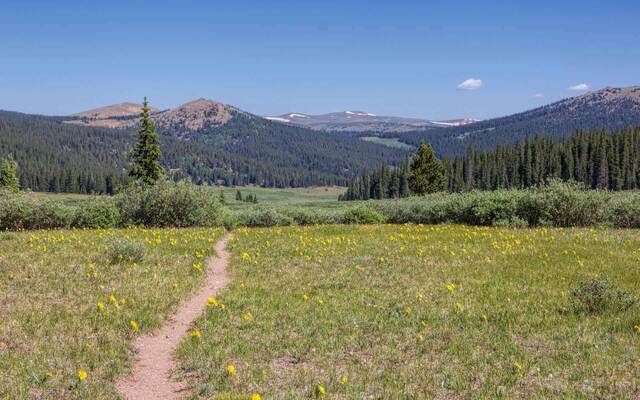 Four Mile Creek Trail, Buffalo Peaks Wilderness CO