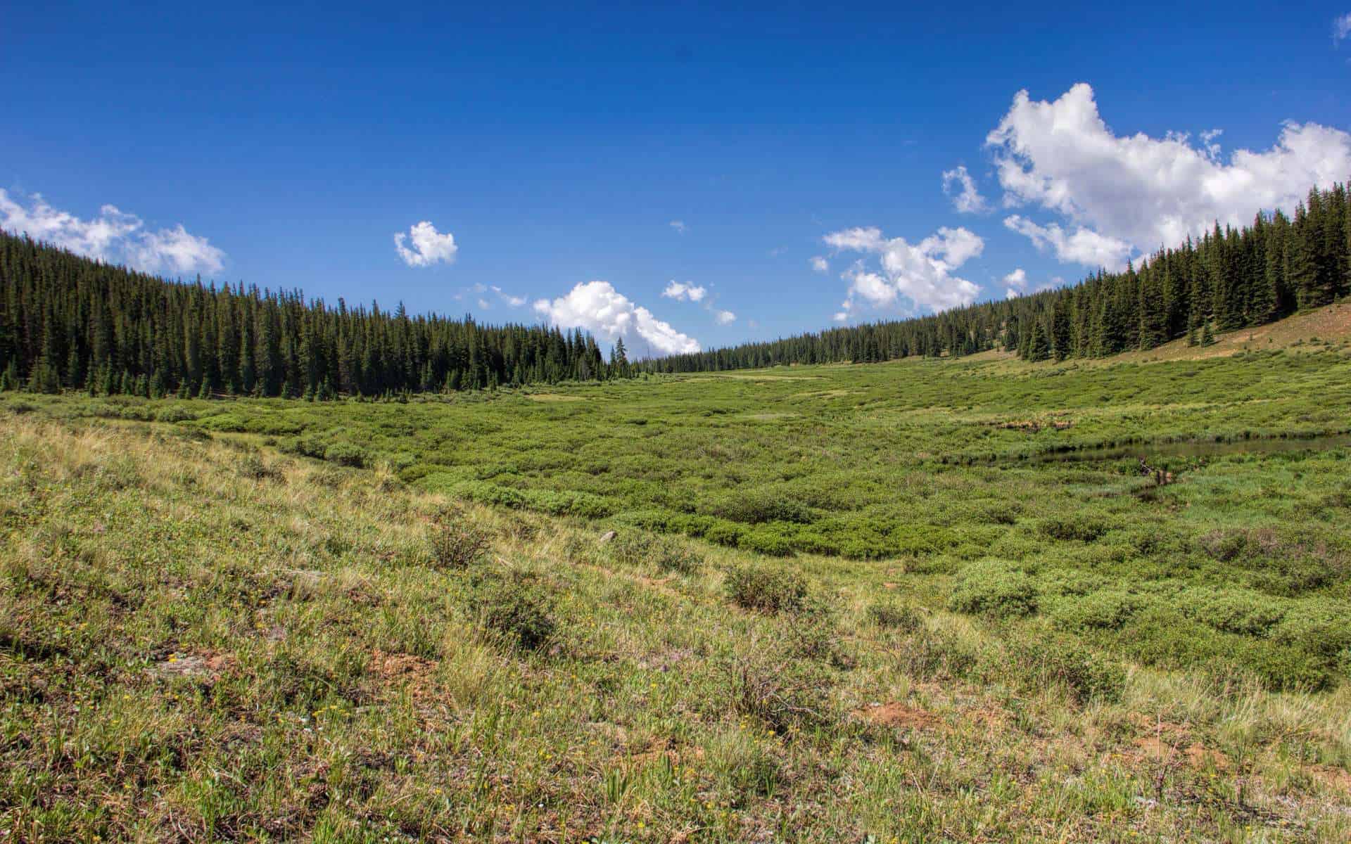 Buffalo Peaks Wilderness Meadow