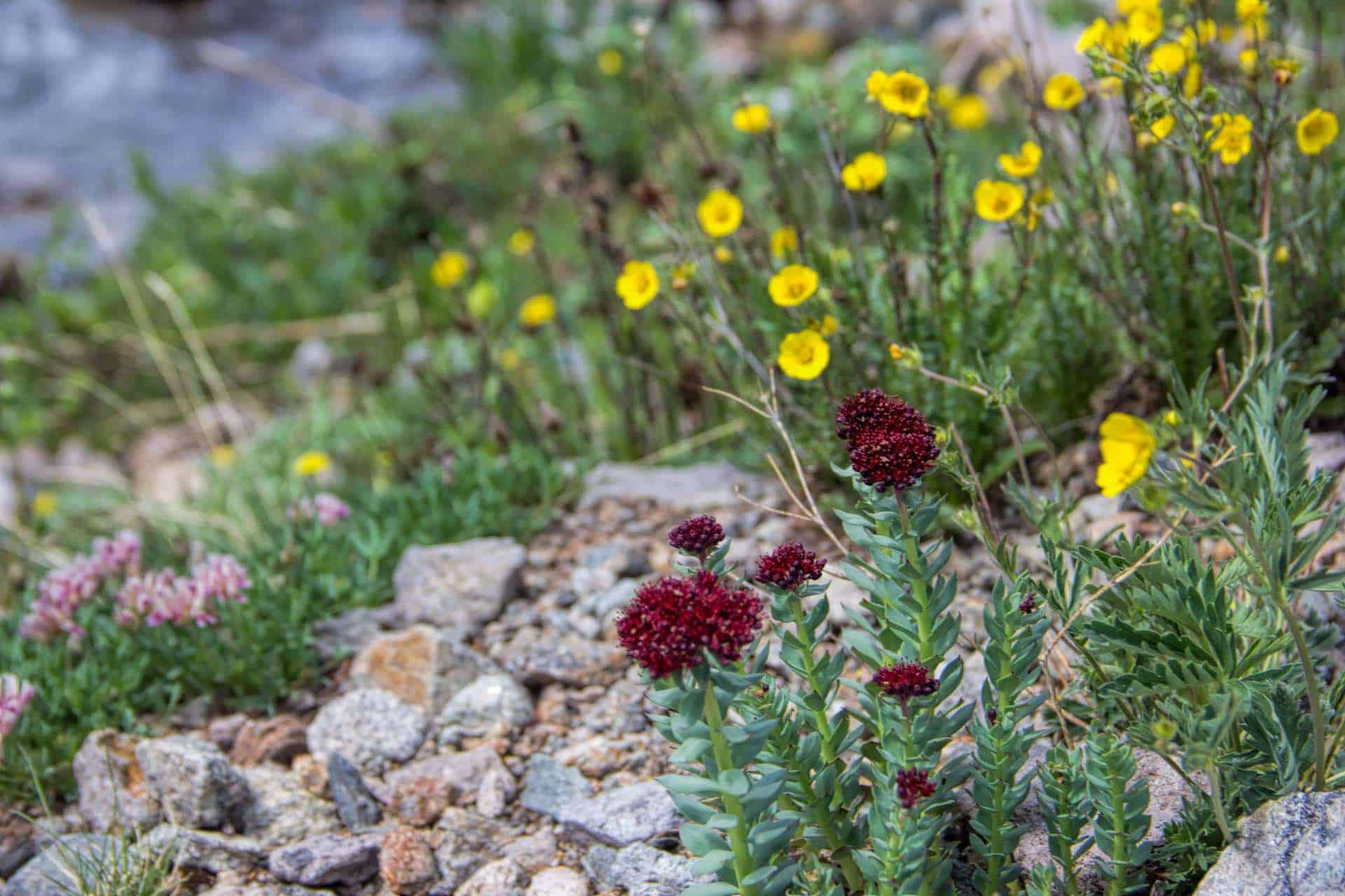 Clusters of maroon roseroot and yellow cinquefoil blooming among rocks beside a blurred mountain stream