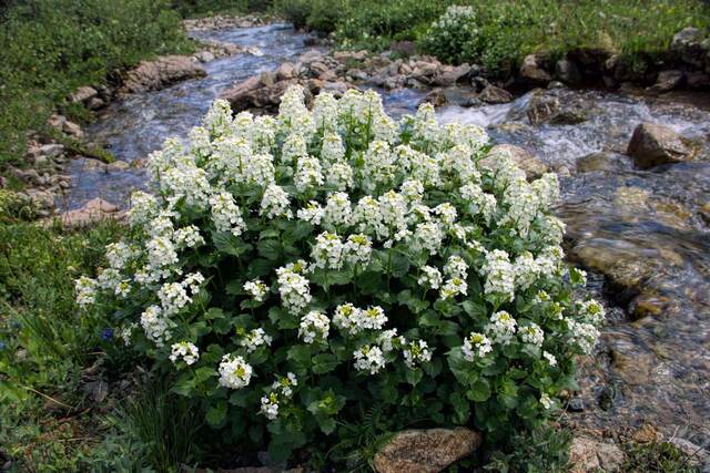 A cluster of white bistort wildflowers blooming beside a rocky mountain stream