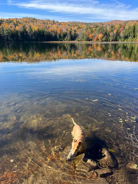 Teddy wading into the clear water of a lake with fall foliage reflected on the surface