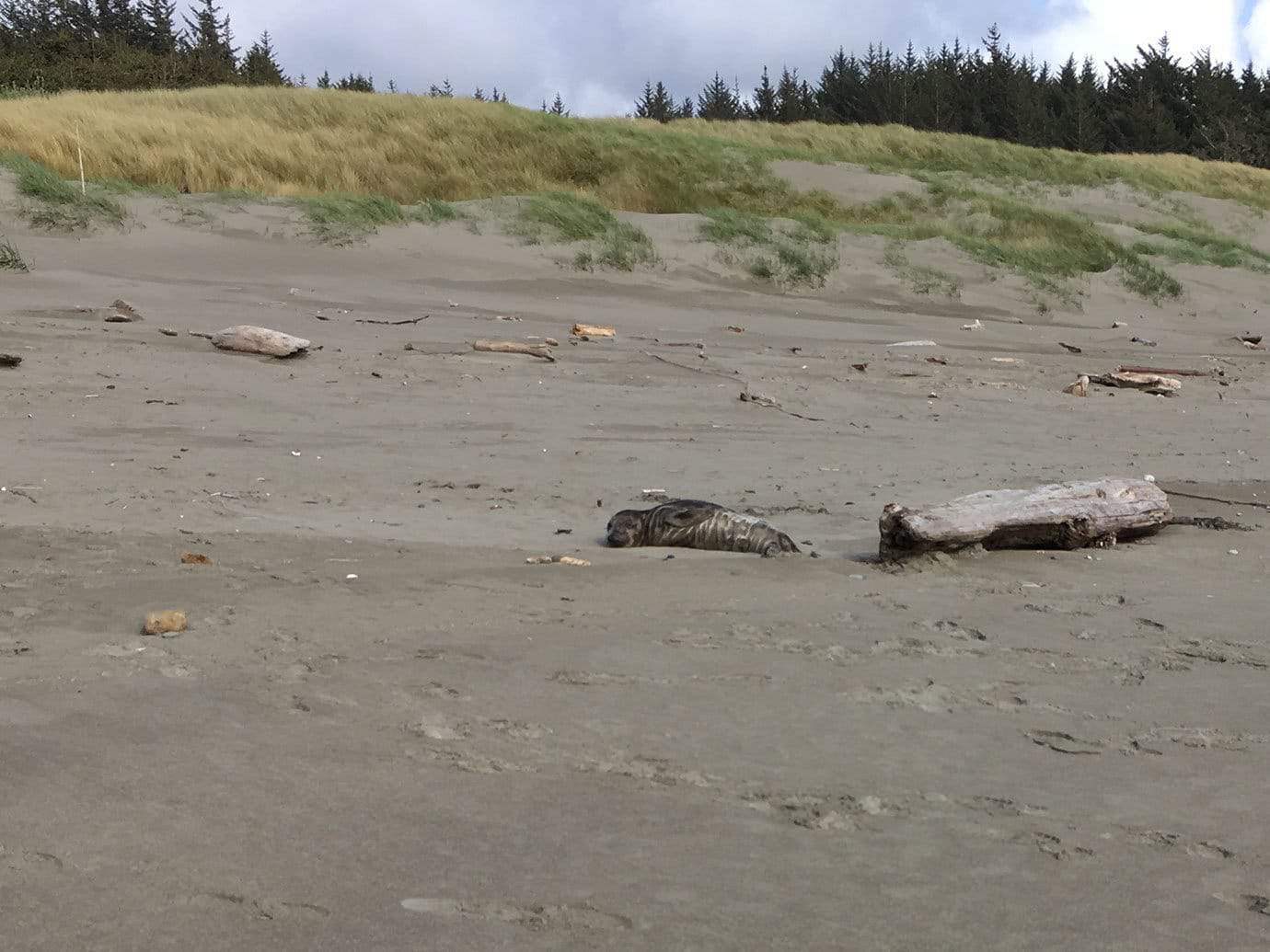An ailing seal resting on the beach near a piece of driftwood, with dune grass and forest in the background