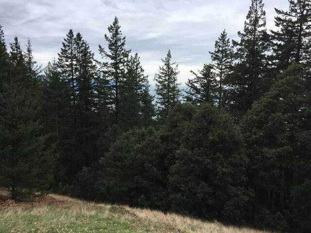 Tall conifer treetops silhouetted against a cloudy sky, with a grassy hillside in the foreground