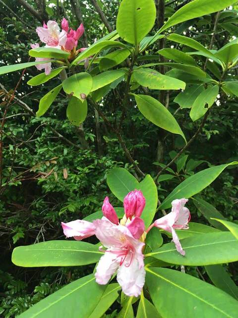 A close-up of blooming pink and white rhododendron flowers amid glossy green leaves